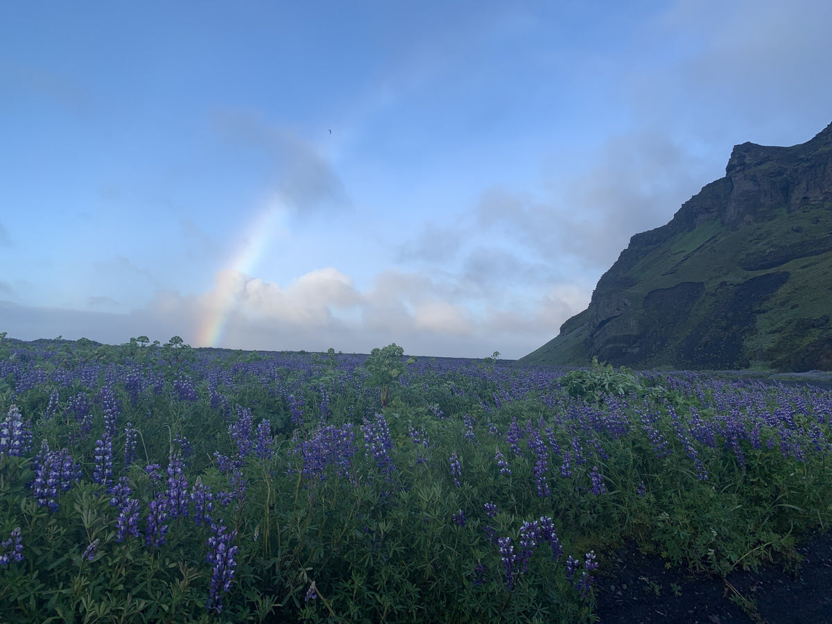 Lupine field and rainbow, Iceland